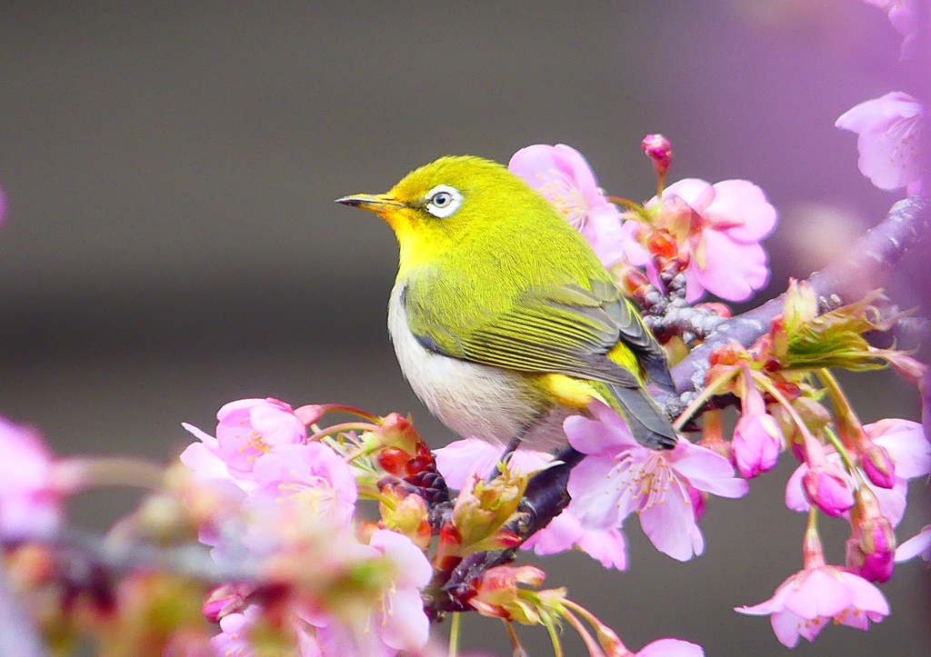 P1860883：河津桜にメジロ_R