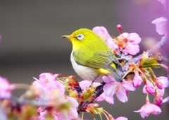 P1860883：河津桜にメジロ_R