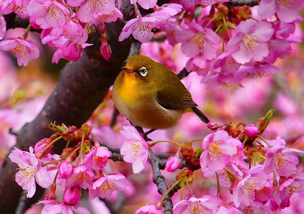 P1870141：河津桜にメジロ_R