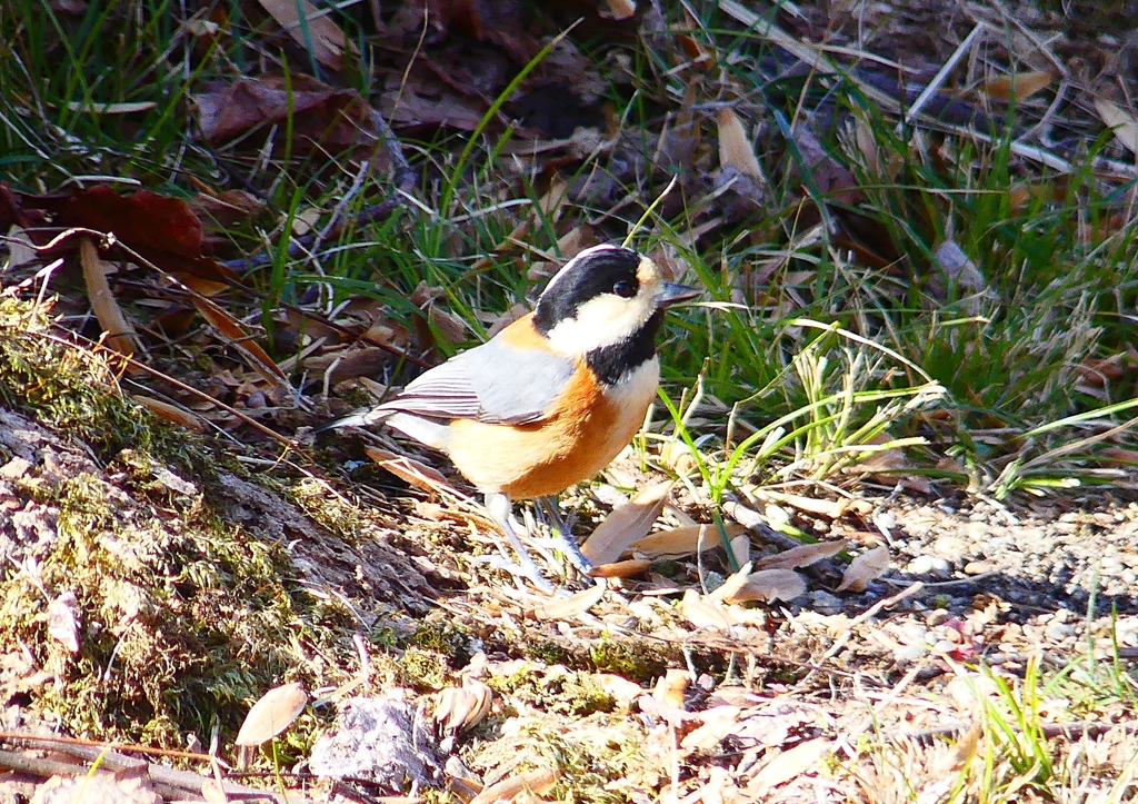 P1760454：ヤマガラ_R