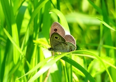 P1980690：ヒメウラナミジャノメ_R