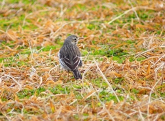 P3800424：タヒバリ_R
