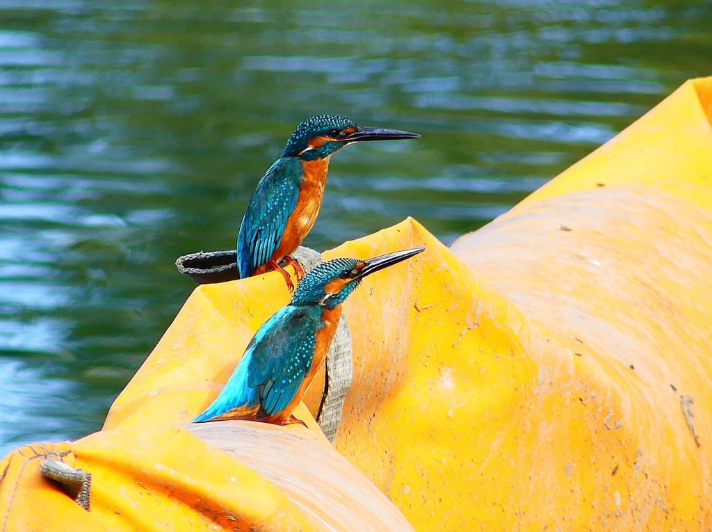 P4480490：カワセミ（オス）_R