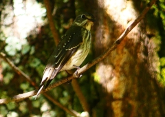 P1290255：エゾビタキ_R