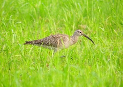 P1990287：チュウシャクシギ_R