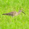 P1990287：チュウシャクシギ_R