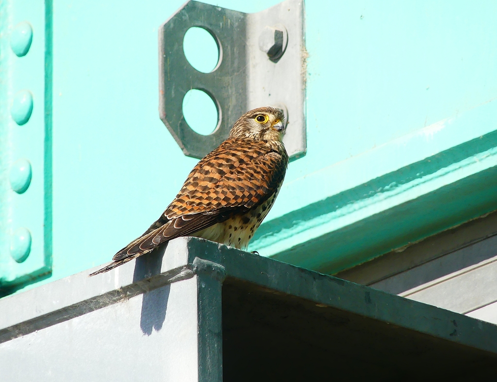 P4120836：チョウゲンボウ_R