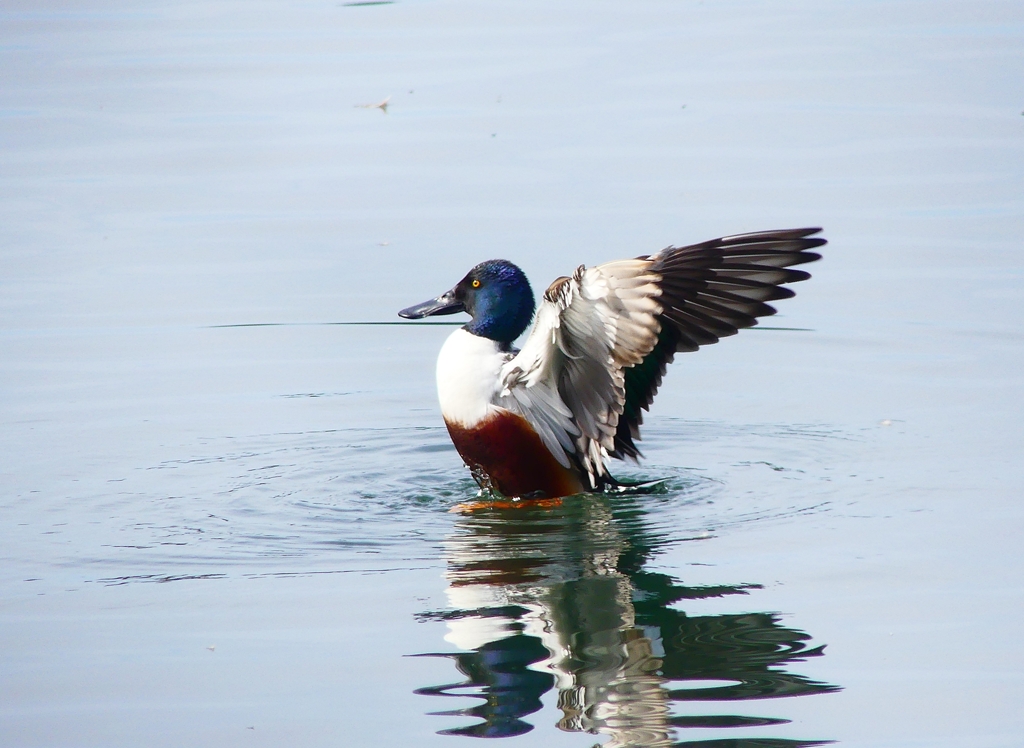 P3070445：ハシビロガモ（オス）_R