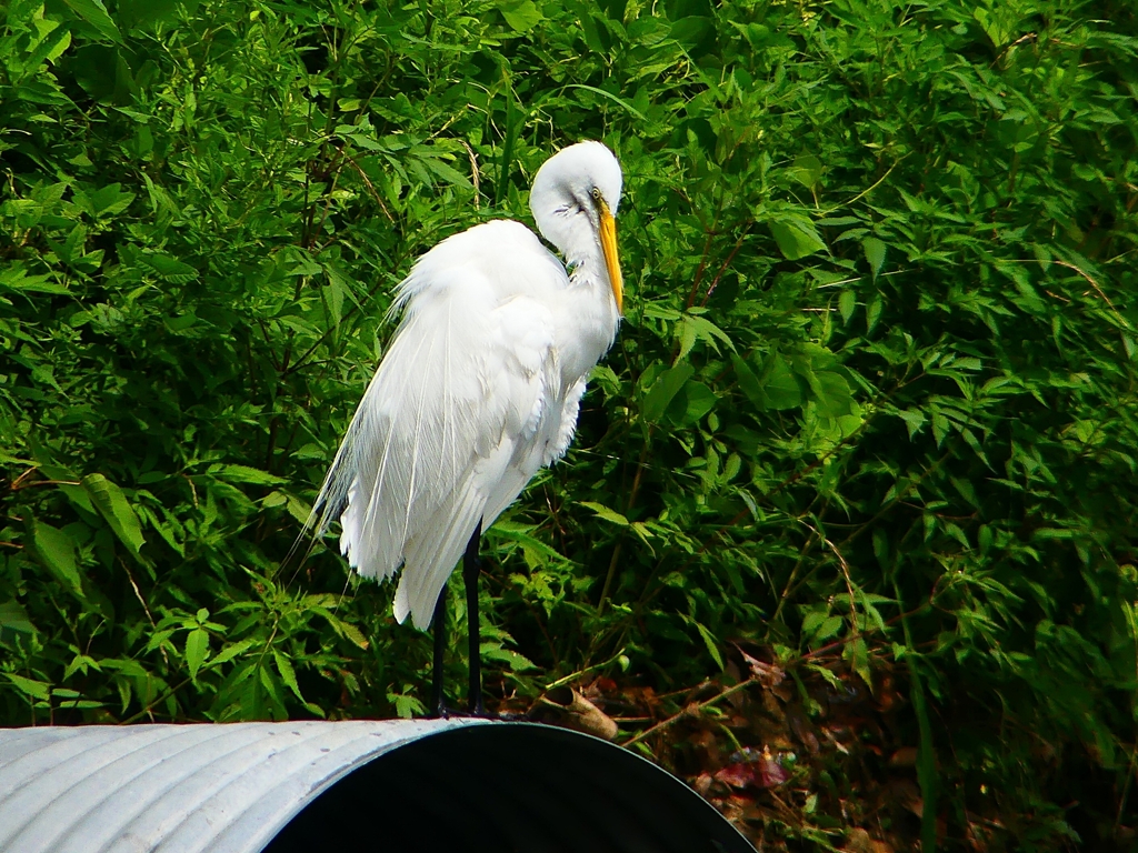 P1080429：ダイサギ_R