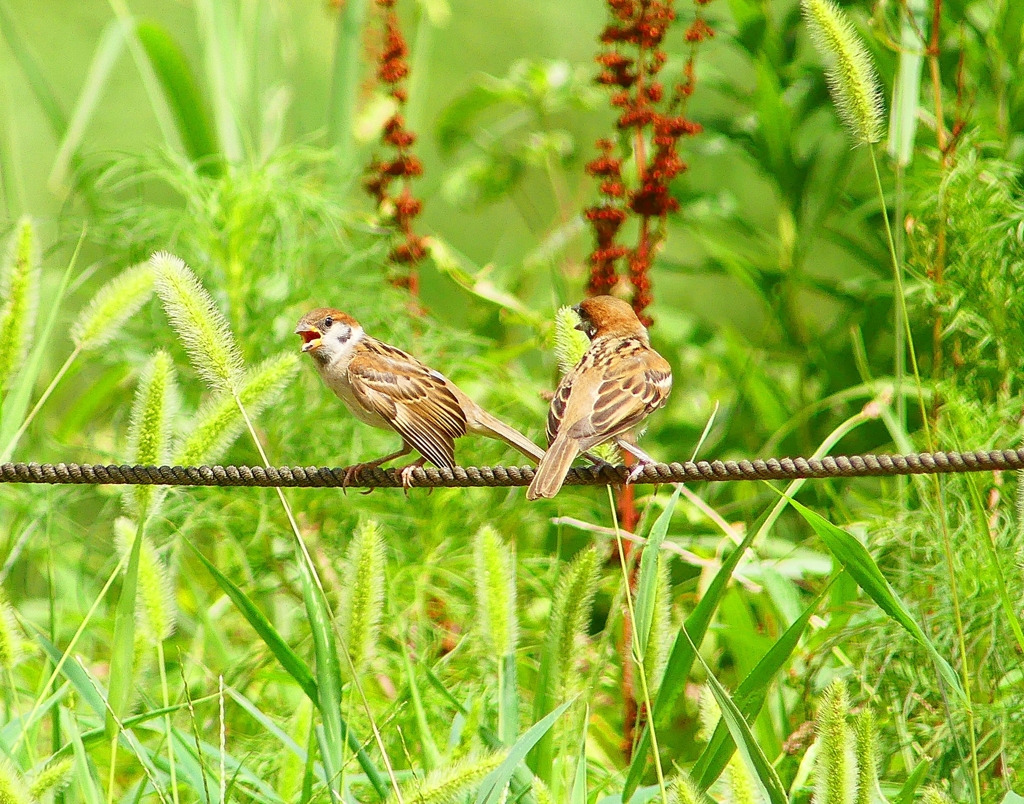 P4290835：スズメ（若鳥）_R