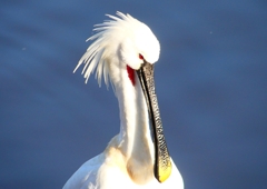 P1690178：ヘラサギ_R