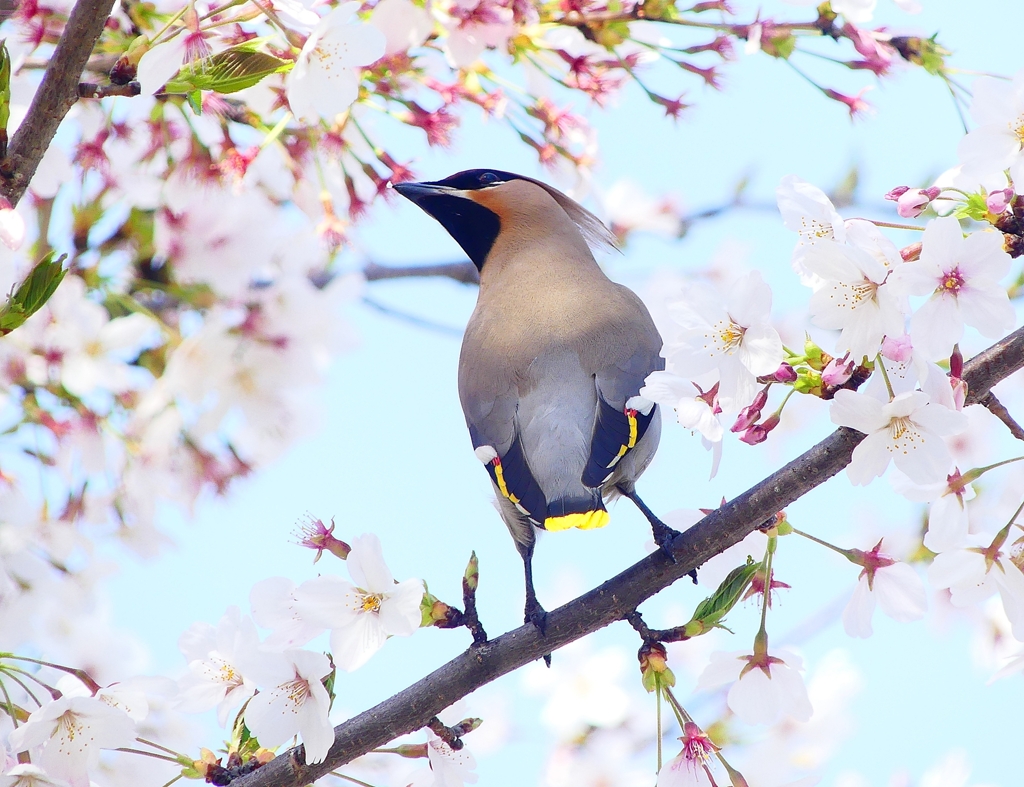 P3990866：桜にキレンジャク_R