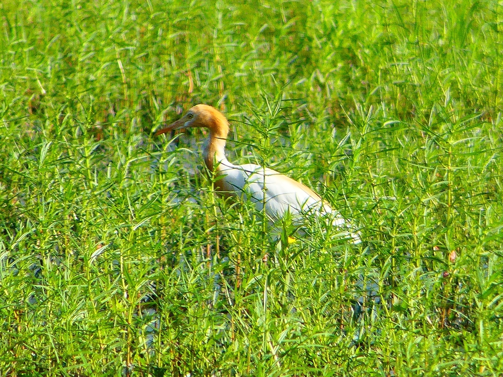 P1130006：アマサギ_R