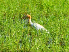P1130006：アマサギ_R