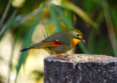 P1520446：ソウシチョウ_R