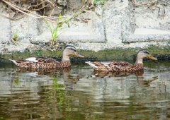 P1140029：マガモ_R