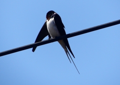 P1900187：ツバメ_R