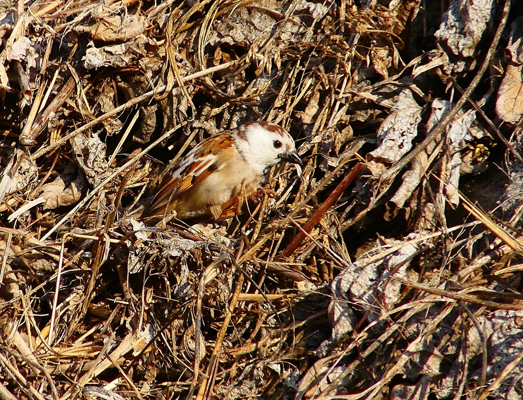 P4660784：白いスズメ_R