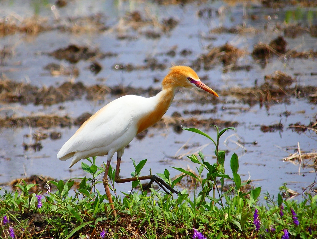 P3210153：アマサギ_R