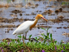 P3210153：アマサギ_R