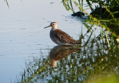 P1250385：タカブシギ_R