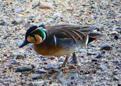 P1720687：トモエガモ_R