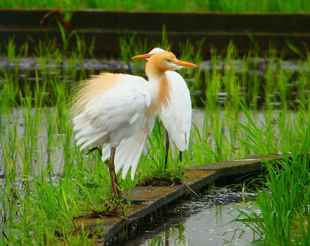 P1030100：アマサギ_R