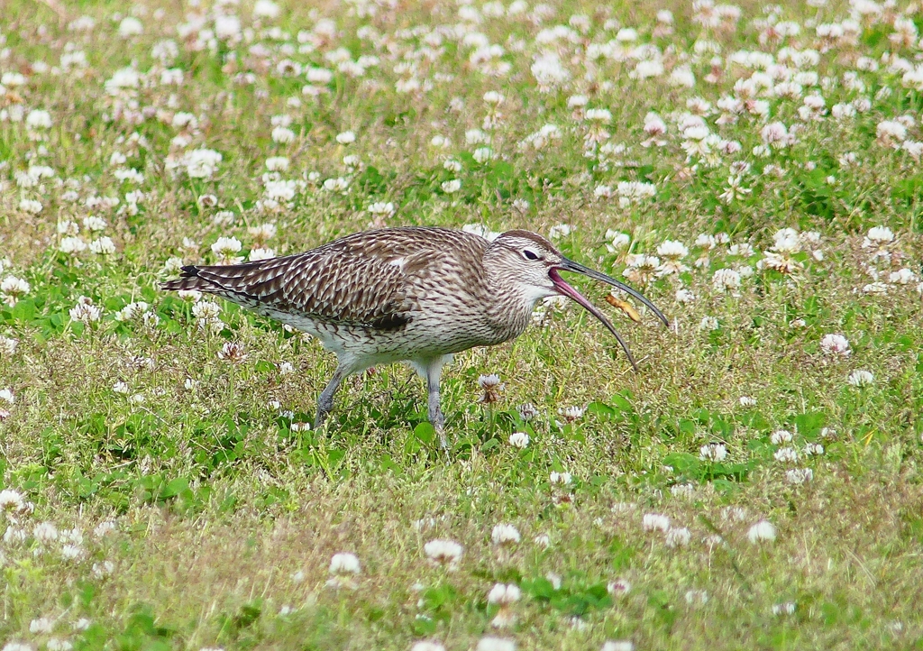 P4090395：チュウシャクシギ_R