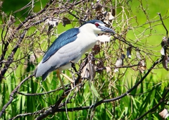 P2010417：ゴイサギ_R