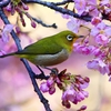 P4780180：メジロ＜河津桜＞_R