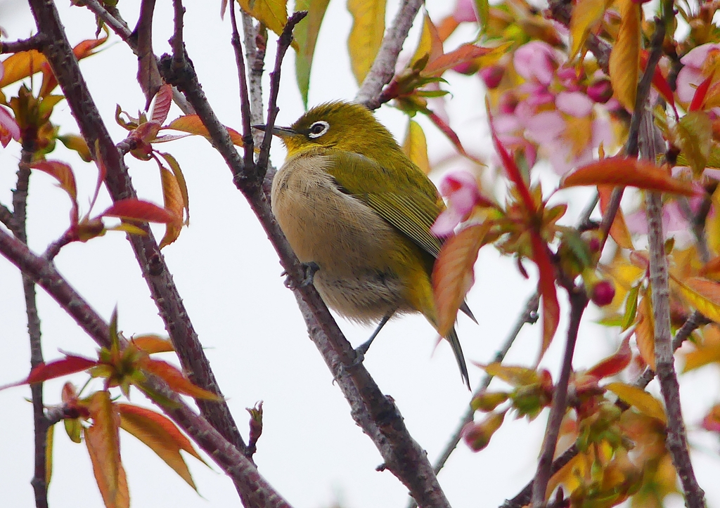 P1600049：桜メジロ_R