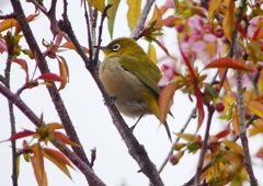 P1600049：桜メジロ_R