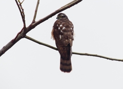 P4560175：ハイタカ_R