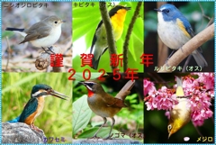 年賀状2025①２_R