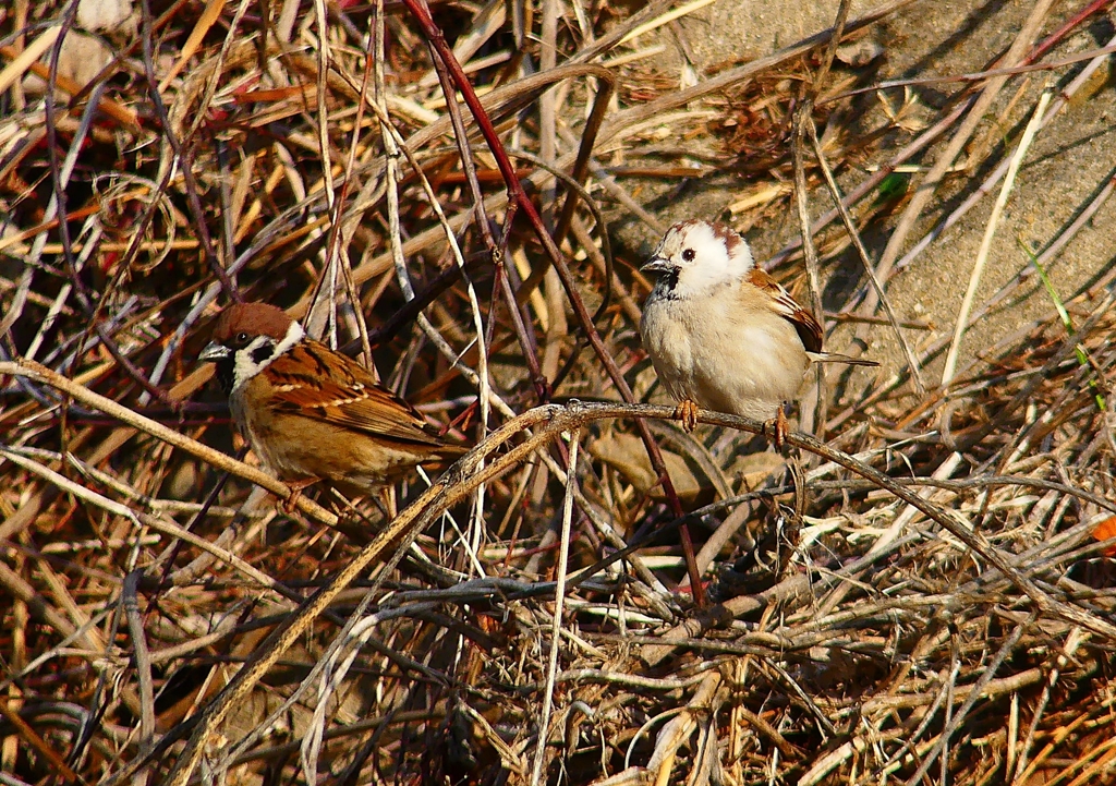P4660726：白いスズメ_R