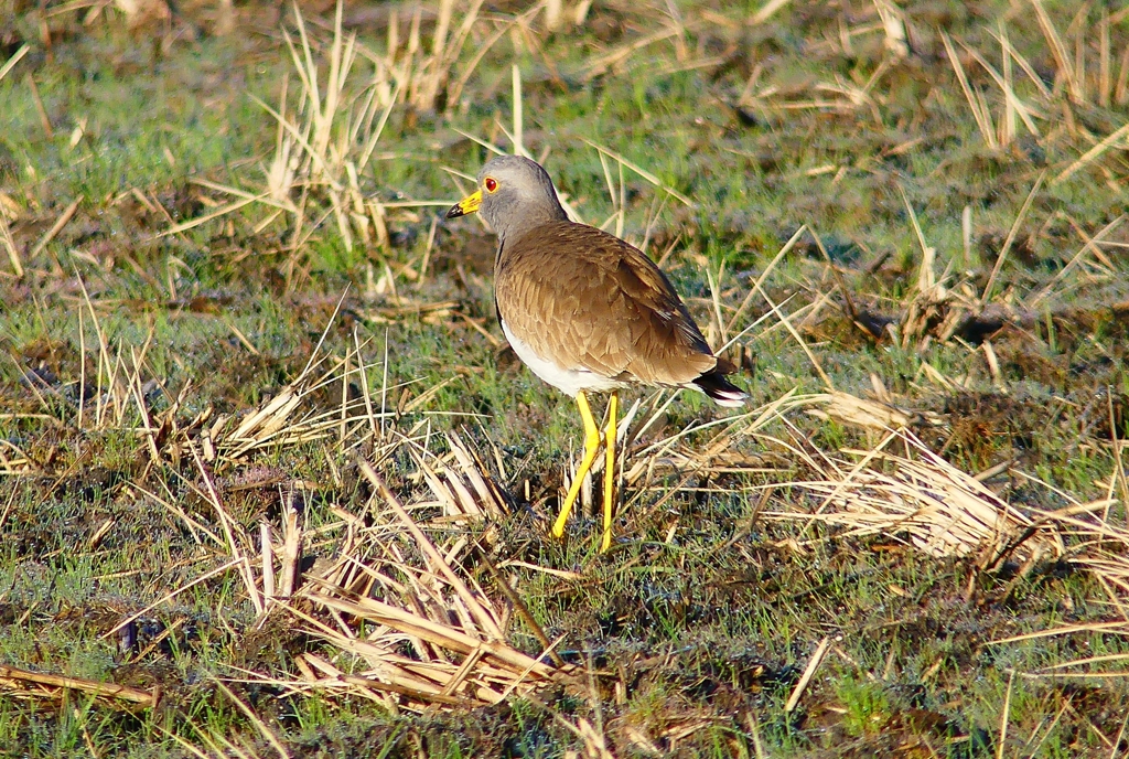 P4720403：ケリ_R