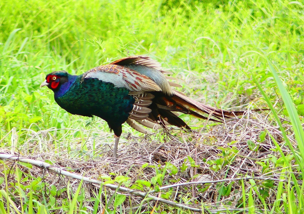 P1970547：キジ（オス）_R