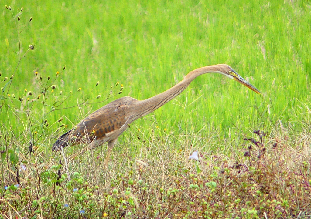 P1410260：ムラサキサギ_R