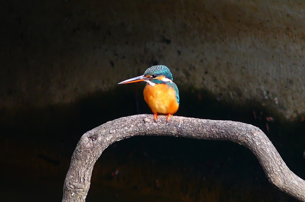 P4700463：カワセミ（メス）_R