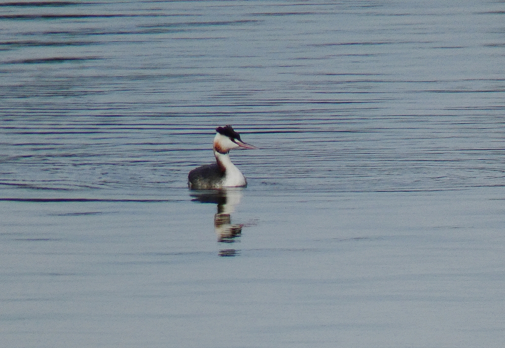 P1060497：カンムリカイツブリ_R