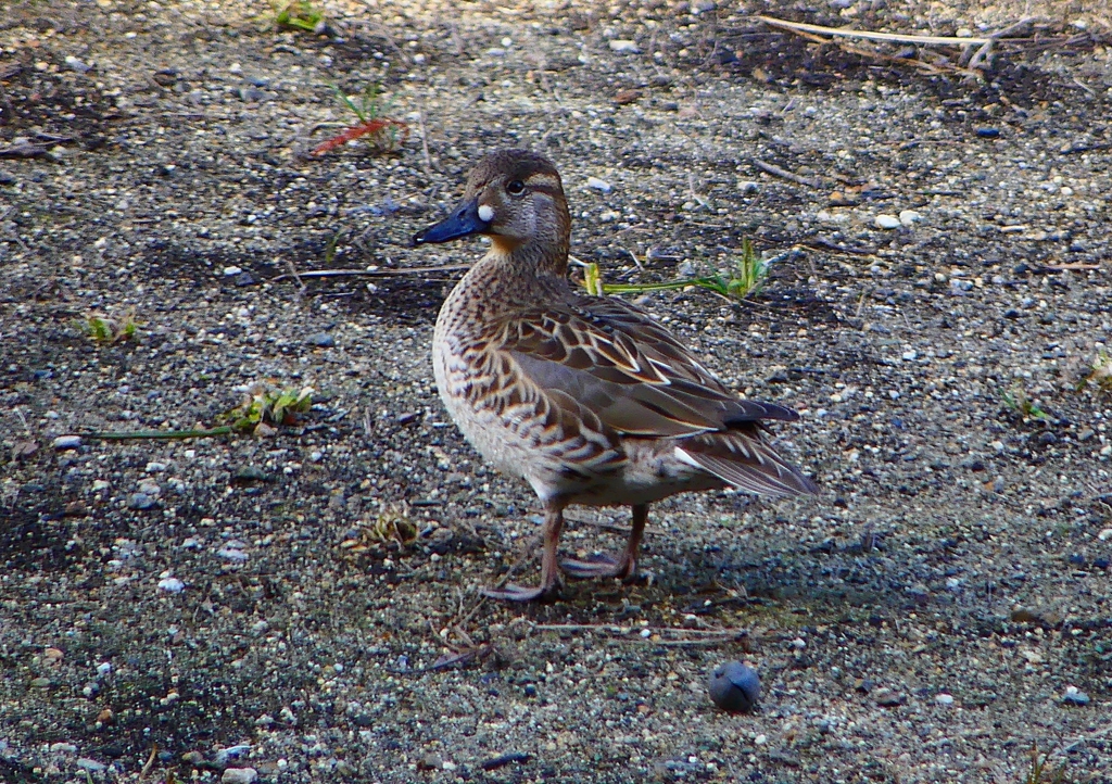 P1700518：トモエガモ_R