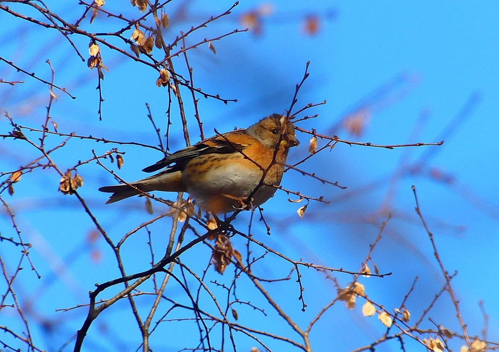 P1710828：アトリ_R