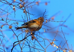 P1710828：アトリ_R