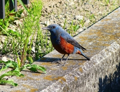 P3970695：イソヒヨドリ（オス）_R