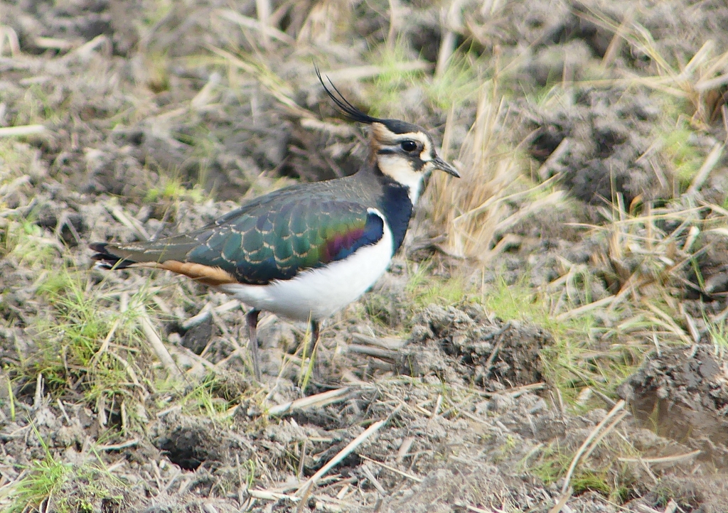 P1540693：タゲリ_R