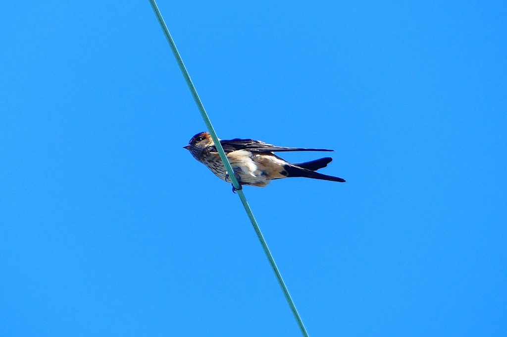 P1040854：コシアカツバメ_R