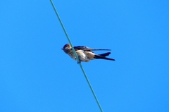 P1040854：コシアカツバメ_R
