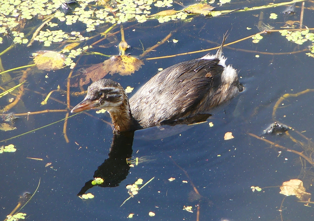 P1180214：カイツブリ（幼鳥）_R