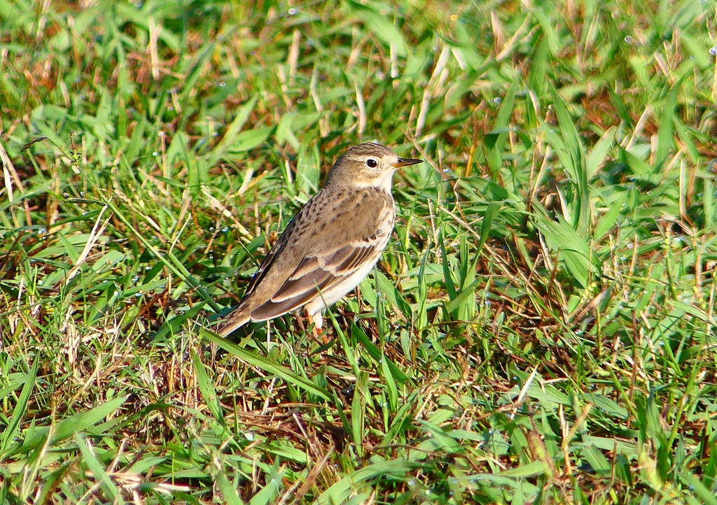 P1350152：タヒバリ_R