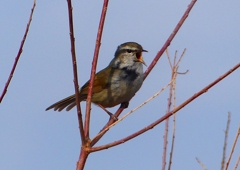 P1840362：ウグイス_R